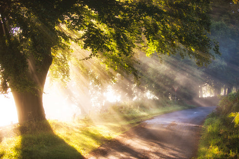 Autumns Misty Dawn - Landscape Canvas